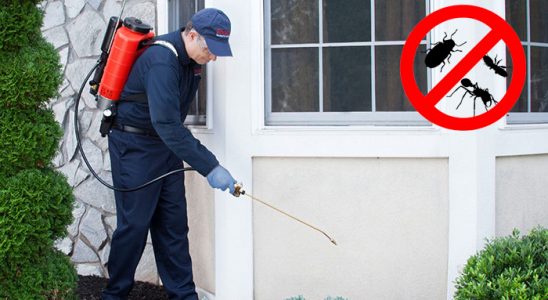 Çamdibi Kemirgen İlaçlama böcek ilaçlama ve haşere kontrolü — ilaclama-tr.com